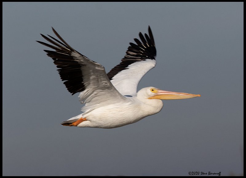 _0SB9807american white pelican.jpg